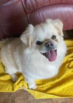 Mash (Pom / Pug cross)