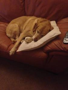 Bracken xx