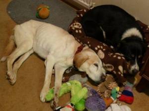 Second Chance Kennels