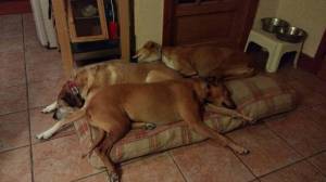 Second Chance Kennels