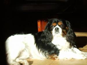 Second Chance Kennels