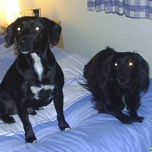 Second Chance Kennels