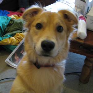 Second Chance Kennels