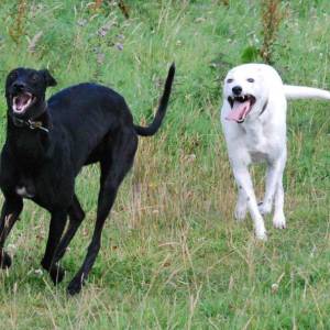 Second Chance Kennels