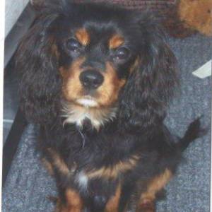 Second Chance Kennels