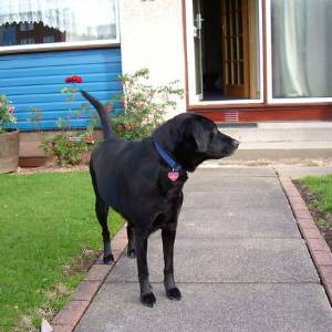 Second Chance Kennels