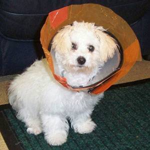 Race Night Raises £500 + Good News for the Kennels
